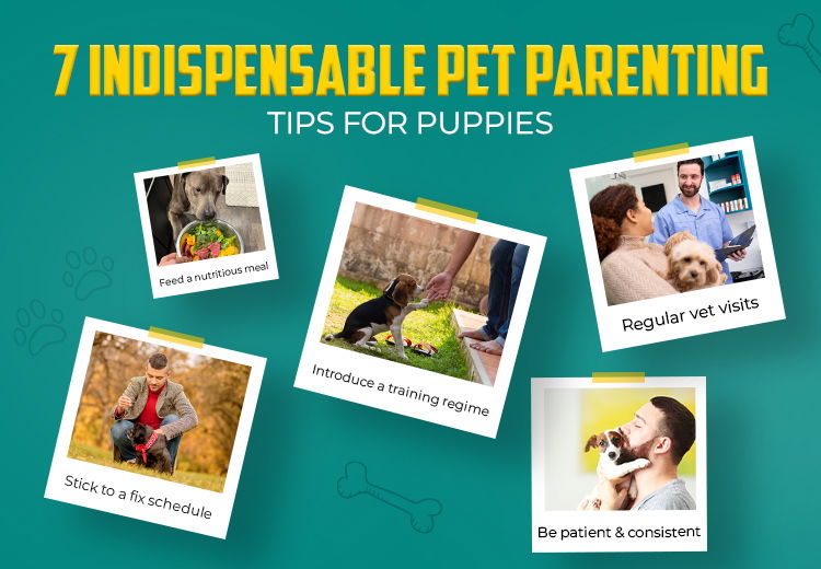 7-indispensable-pet-parenting-tips-for-puppies